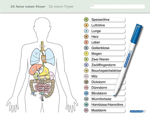 Ich kenne meinen Körper - Die inneren Organe: Für die 3. bis 6. Klasse - Stabile wiederbeschreibbare - Sternchenverlag