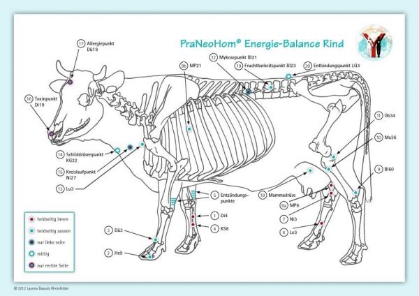 Akupunktur-Tafel Rind/Kuh: PraNeoHom Energie-Balance Rind - Michaels-Verlag,P...